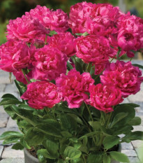 Pivonka Patio London - Paeonia Lactiflora - predaj cibuľovín - 1 ks