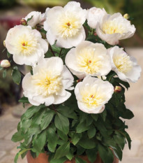 Pivónia Patio Madrid - Paeonia - predaj cibuľovín - 1 ks