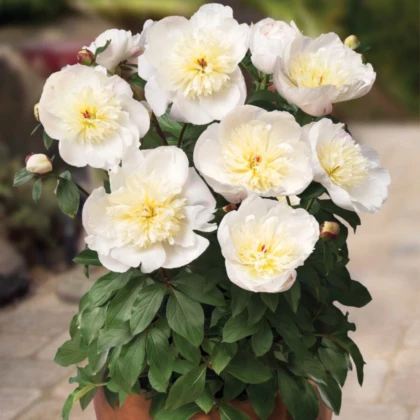 Pivónia Patio Madrid - Paeonia - predaj cibuľovín - 1 ks