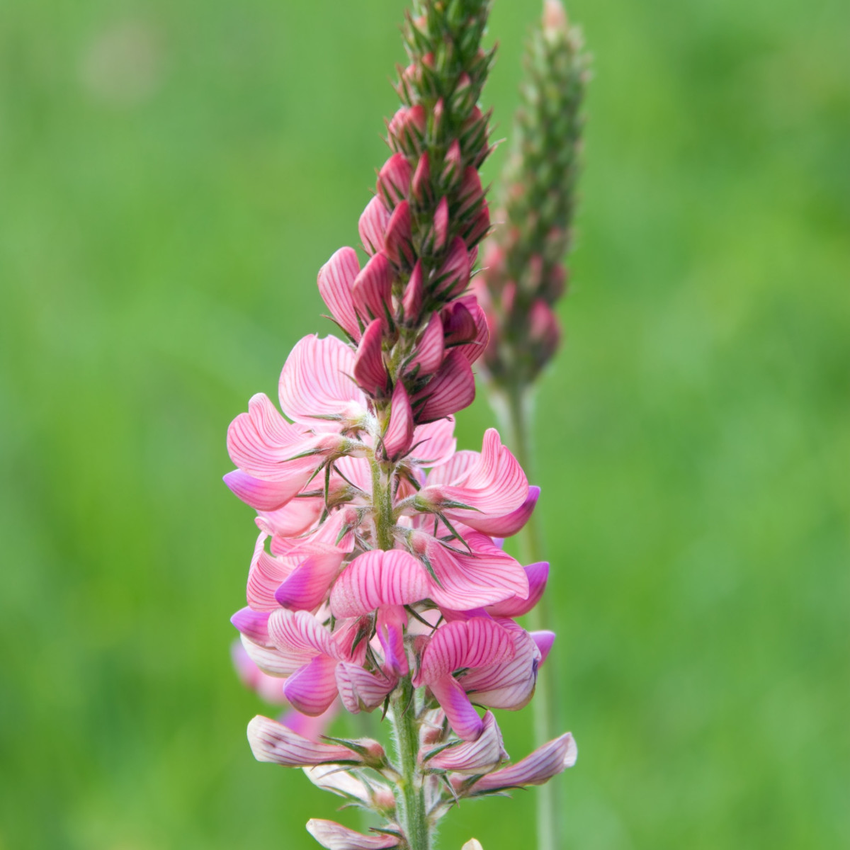 Vičenec vikolistý - Onobrychis viciifolia - semiačka - 50 ks