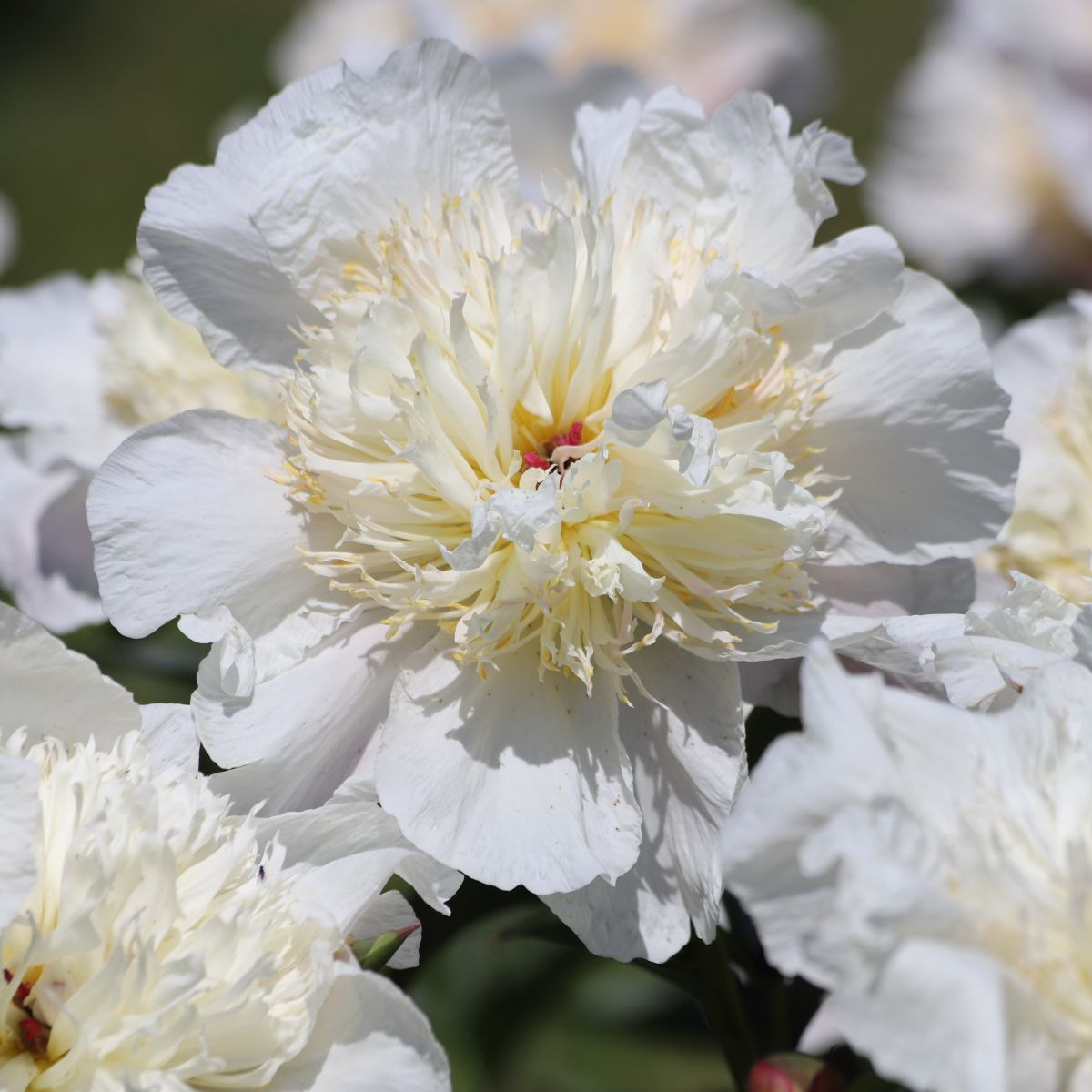 Pivónia Patio Madrid - Paeonia - predaj cibuľovín - 1 ks