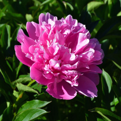 Pivonka Patio Rome - Paeonia lactiflora - predaj cibuľovín - 1 ks