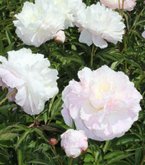 Pivónia Shirley Temple - Paeonia lactiflora - predaj hľúz - 1 ks