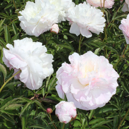 Pivónia Shirley Temple - Paeonia lactiflora - predaj hľúz - 1 ks