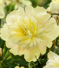Pivónia Primavera – Paeonia lactiflora – pivónie – cibuľoviny