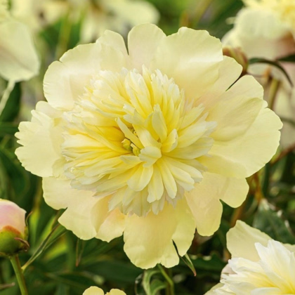 Pivónia Primavera – Paeonia lactiflora – pivónie – cibuľoviny