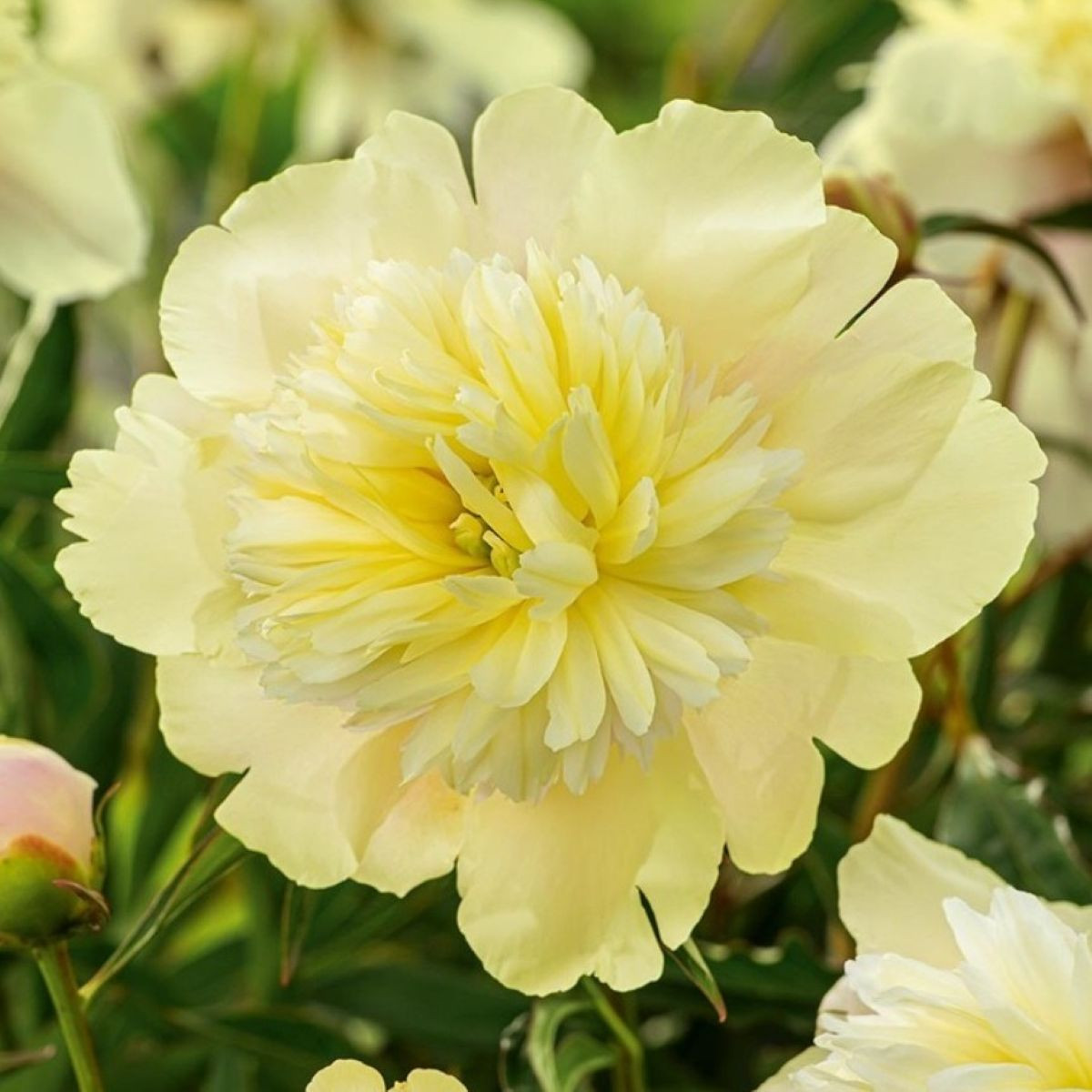 Pivónia Primavera – Paeonia lactiflora – pivónie – cibuľoviny