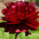 Pivónia Madame Gaudichau - Paeonia lactiflora - hľuzy pivónie - 1 ks