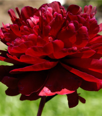 Pivónia Madame Gaudichau - Paeonia lactiflora - hľuzy pivónie - 1 ks