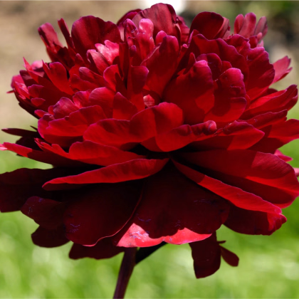 Pivónia Madame Gaudichau - Paeonia lactiflora - hľuzy pivónie - 1 ks
