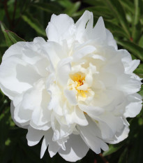 Pivónia Gardenia - Paeonia lactiflora - hľuzy pivónie - 1 ks