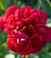 Pivónia Felix Crouse - Paeonia lactiflora - predaj cibuľovín - 1 ks