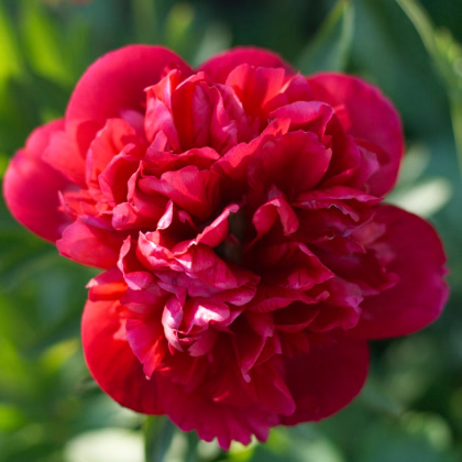 Pivónia Felix Crouse - Paeonia lactiflora - predaj cibuľovín - 1 ks