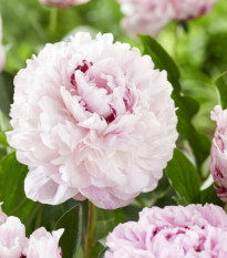 Pivónia The Fawn - Paeonia lactiflora - predaj cibuľovín - 1 ks