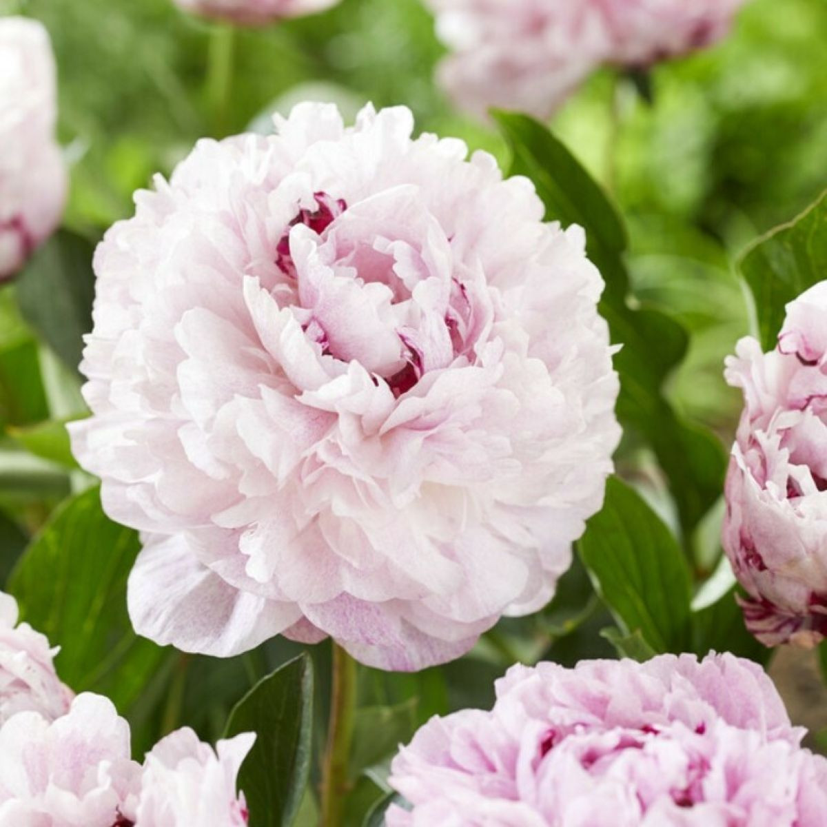 Pivónia The Fawn - Paeonia lactiflora - predaj cibuľovín - 1 ks