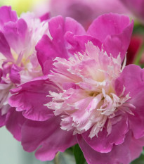 Pivónia Gay Paree - Paeonia lactiflora - predaj cibuľovín - 1 ks