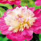 Pivónia Gay Paree - Paeonia lactiflora - predaj cibuľovín - 1 ks
