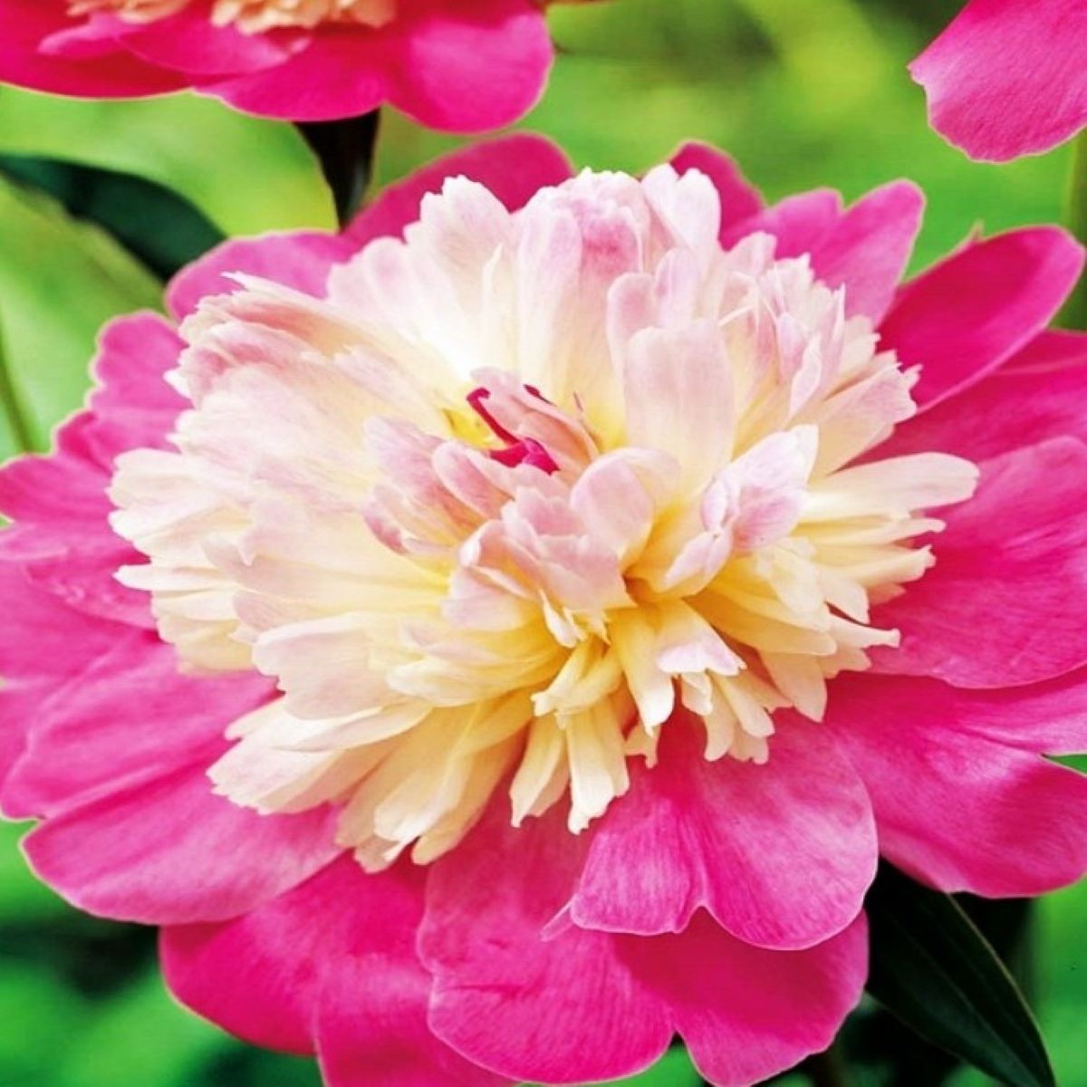 Pivónia Gay Paree - Paeonia lactiflora - predaj cibuľovín - 1 ks