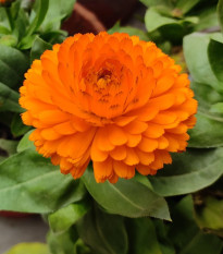 Nechtík lekársky Bon Bon oranžový - Calendula officinalis - predaj semien - 20 ks