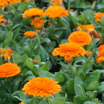 Nechtík lekársky Bon Bon oranžový - Calendula officinalis - predaj semien - 20 ks