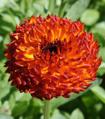 Nechtík lekársky Neon - Calendula officinalis - predaj semien - 40 ks