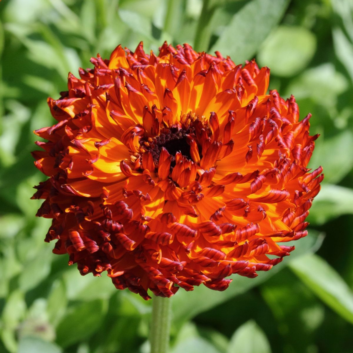 Nechtík lekársky Neon - Calendula officinalis - predaj semien - 40 ks