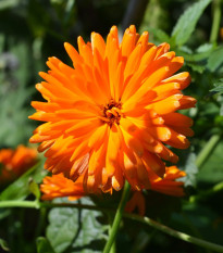 Nechtík lekársky Orange Double - Calendula officinalis - predaj semien - 50 ks