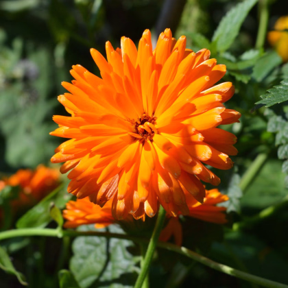 Nechtík lekársky Orange Double - Calendula officinalis - predaj semien - 50 ks