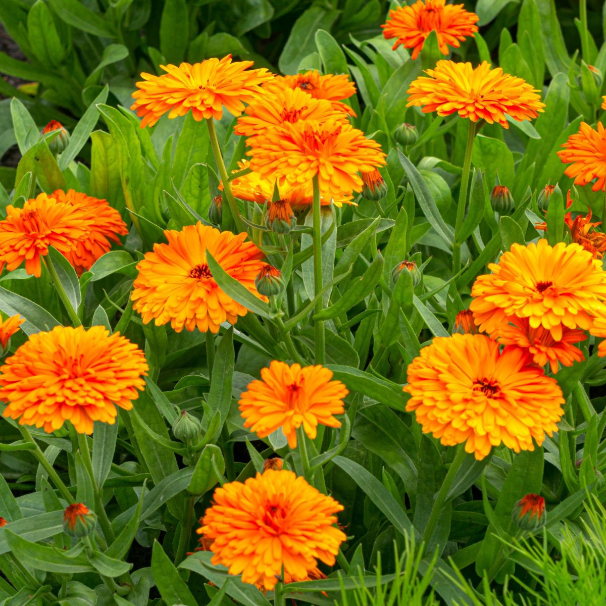 Nechtík lekársky Orange Double - Calendula officinalis - predaj semien - 50 ks