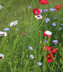 Ľan siaty zmes farieb - Linum grandiflorum - predaj semien - 180 ks