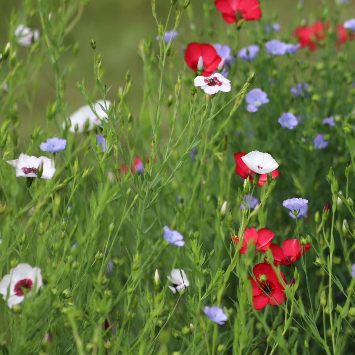 Ľan siaty zmes farieb - Linum grandiflorum - predaj semien - 180 ks
