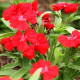 Klinček Chiba Red F1 - Dianthus interspecific - predaj semien - 18 ks