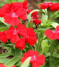 Klinček Chiba Red F1 - Dianthus interspecific - predaj semien - 18 ks