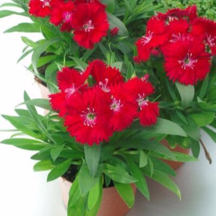 Klinček Chiba Red F1 - Dianthus interspecific - predaj semien - 18 ks