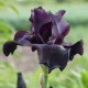 Kosatec nemecký Black Night - Iris germanica - predaj hľúz - 1 ks