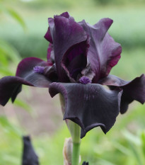 Kosatec nemecký Black Night - Iris germanica - predaj hľúz - 1 ks
