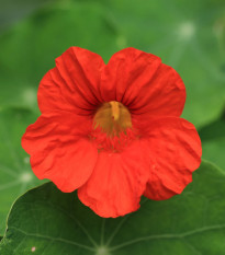 Kapucínka nízka Baby Deep Rose - Kapucínka - Tropaeolum mínus - predaj semien - 8 ks