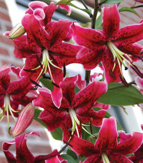 Ľalia Miss Feya - Lilium - predaj cibuľovín - 1 ks