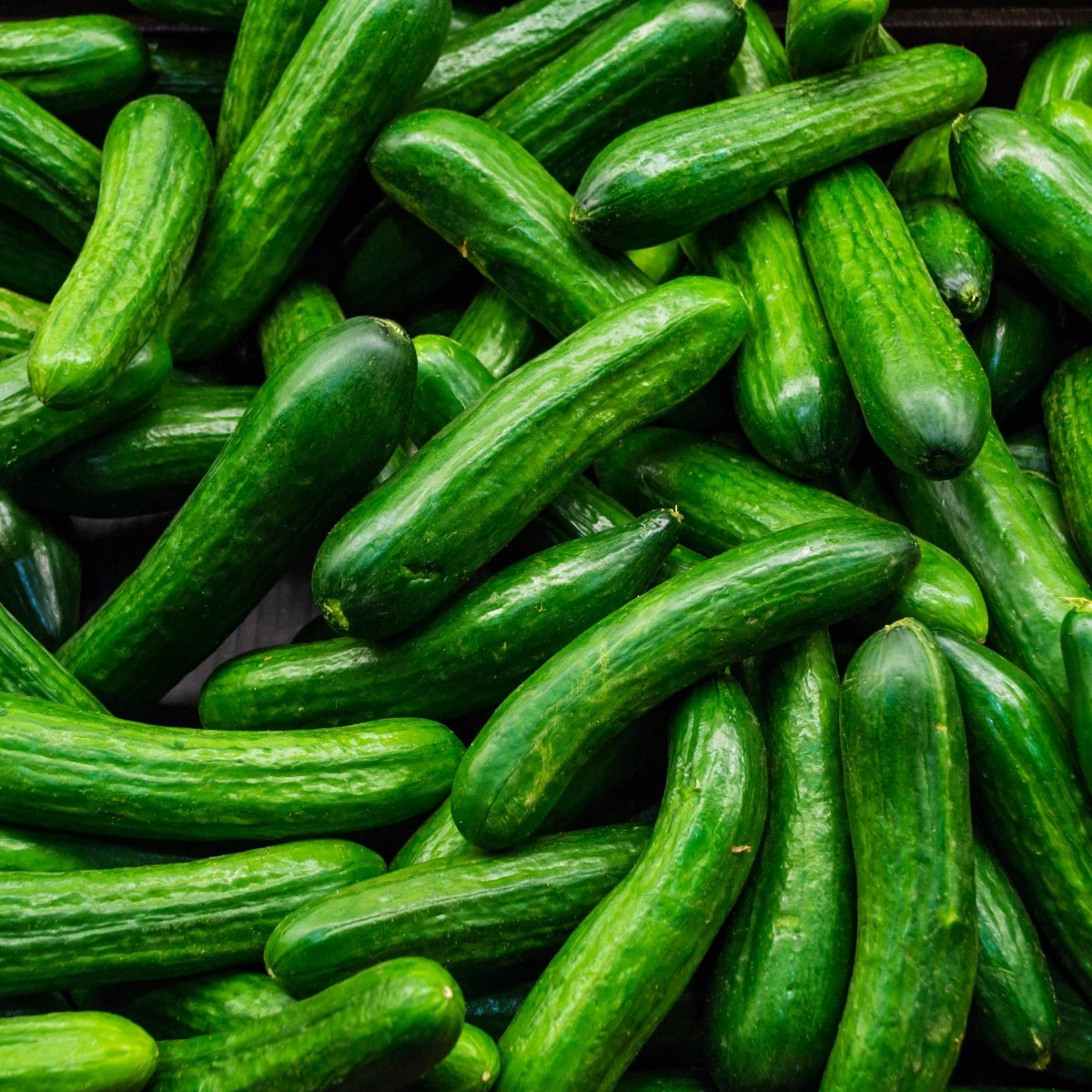Uhorka šalátová Salamanda F1 - Cucumis sativus - predaj semien - 6 ks