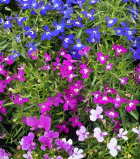 Lobelka previsnutá Color Cascade - Lobelia erinus pendula - predaj semien - 500 ks