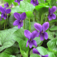 Fialka voňavá Kráľovná Šarlota - Viola odorata - semiačka - 50 ks