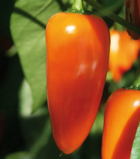 Paprika Lubega Mini Orange F1 - Capsicum annuum - predaj semien - 5 ks