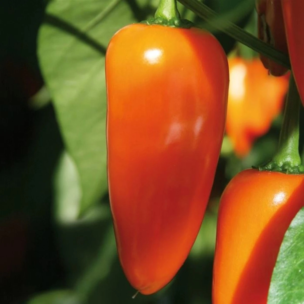 Paprika Lubega Mini Orange F1 - Capsicum annuum - predaj semien - 5 ks