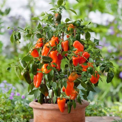Paprika Lubega Mini Orange F1 - Capsicum annuum - predaj semien - 5 ks