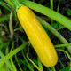 Cuketa Easy Pick Gold II F1 - Cucurbita pepo - predaj semien - 7 ks