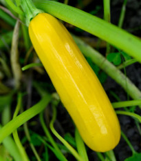 Cuketa Easy Pick Gold II F1 - Cucurbita pepo - predaj semien - 7 ks