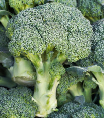 Brokolica Marathon F1 - Brassica oleracea - predaj semien - 30 ks