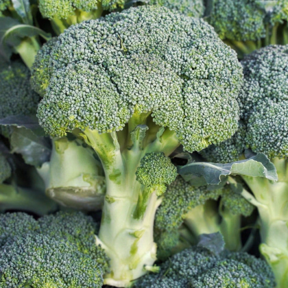 Brokolica Marathon F1 - Brassica oleracea - predaj semien - 30 ks