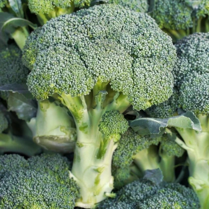 Brokolica Marathon F1 - Brassica oleracea - predaj semien - 30 ks