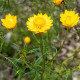 Slamienka Lemon Yellow - Helichrysum bracteosum - predaj semien - 300 ks